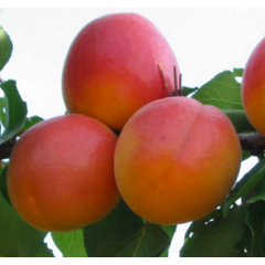 Саджанці абрикоса сорт Фардао