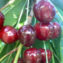 Саджанці черешні пізньої сорт Стаккато, підщепа магалєпка