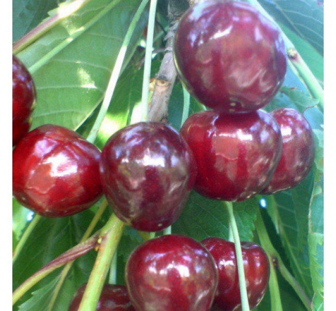 Саджанці черешні пізньої сорт Стаккато, підщепа магалєпка