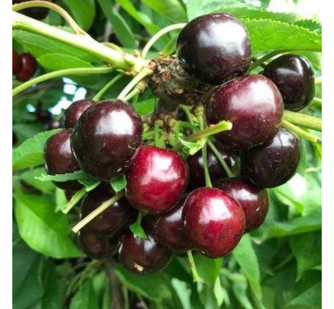 Саженцы черешни поздней сорт Соверейжн, подвой магалепка