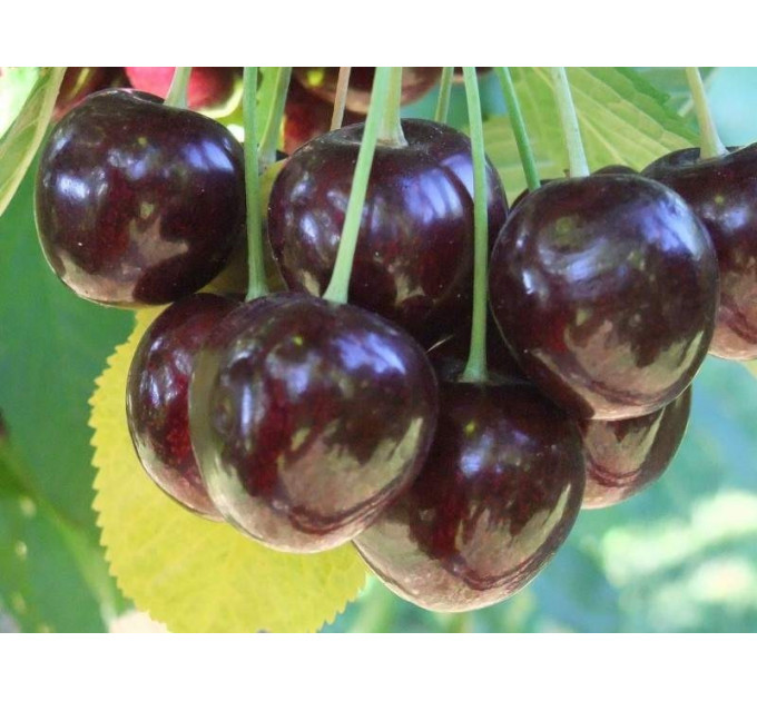 Саженцы черешни поздней сорт Соверейжн, подвой магалепка