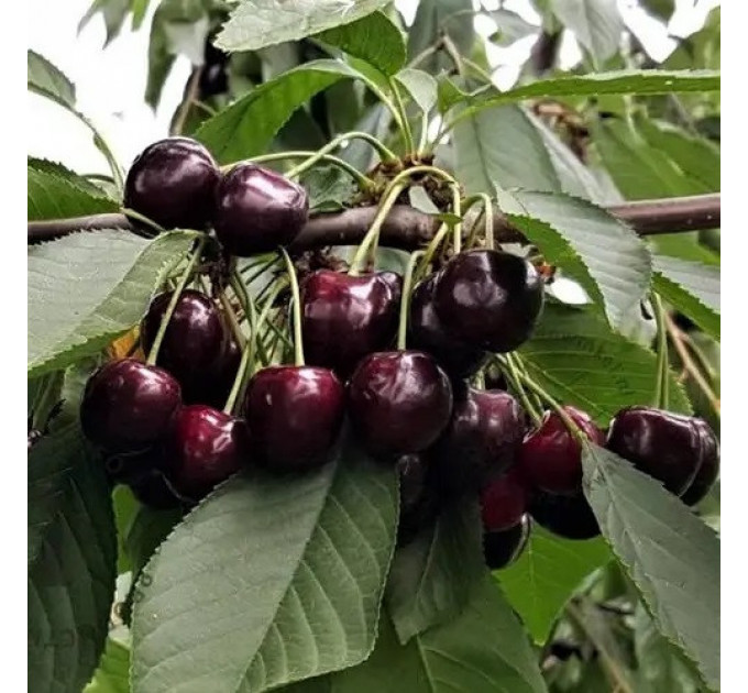 Саженцы черешни поздней сорт Соверейжн, подвой магалепка