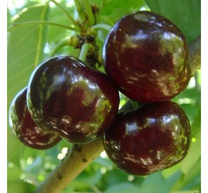 Саджанці черешні пізньої сорт Світ Харт, підщепа магалєпка