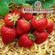 Рассада клубники Флоренс, фриго класc А (поздняя)