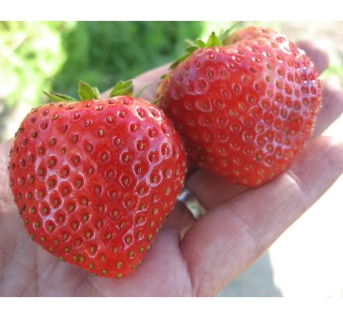 Рассада клубники сорт Мальвина, фриго класс B (поздняя)