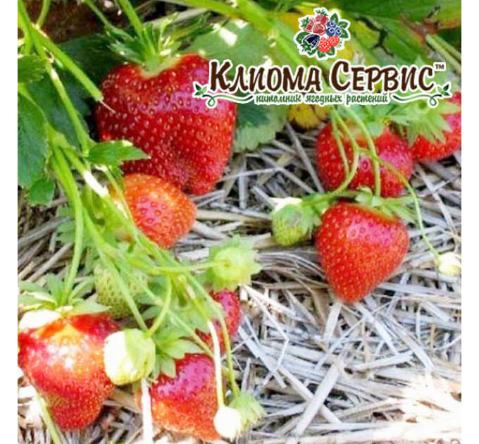 Рассада клубники сорт Мальвина, фриго класс B (поздняя)