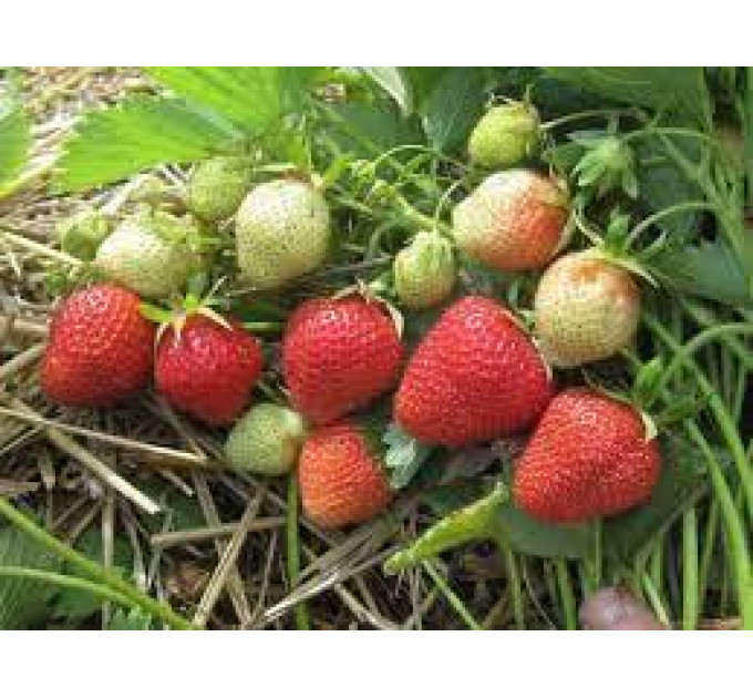 Саженцы клубники сорт Флоренс, горшок 1.5 л