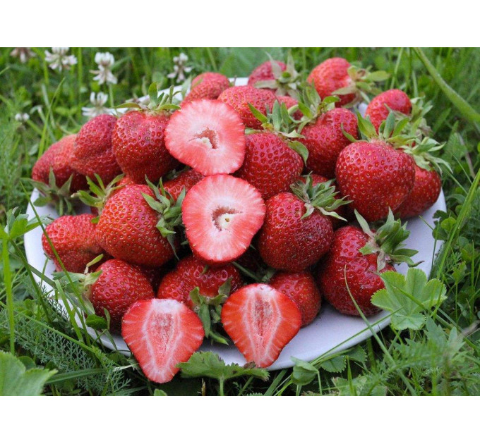 Саженцы клубники сорт Флоренс, горшок 1.5 л