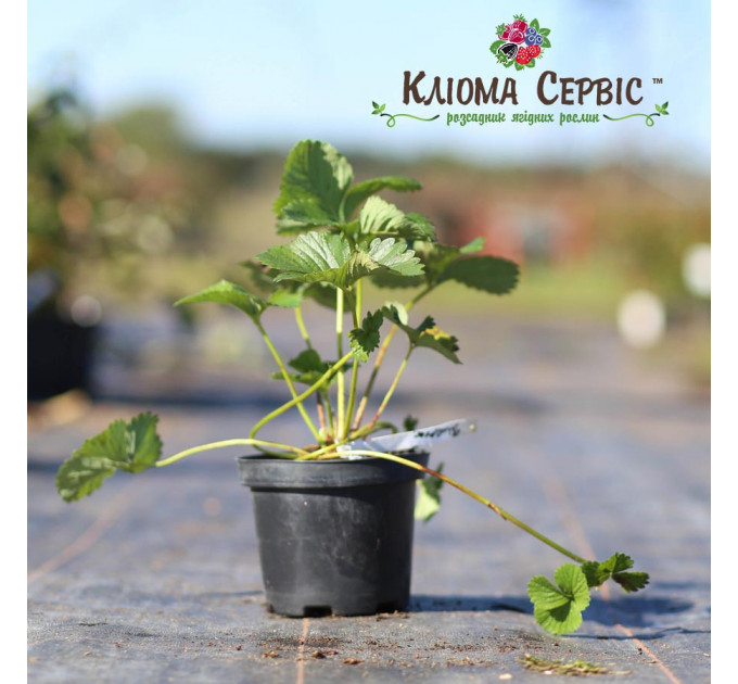 Саженцы клубники сорт Флоренс, горшок 1.5 л