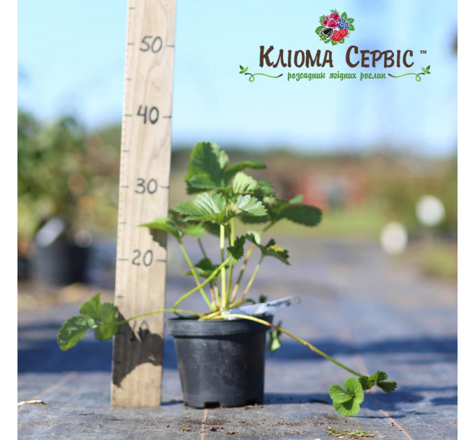 Саженцы клубники сорт Флоренс, горшок 1.5 л