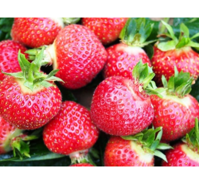 Саженцы клубники сорт Флоренс, горшок 1.5 л