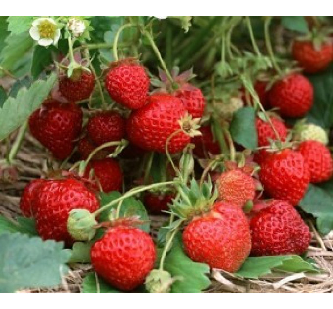 Саженцы клубники сорт Флоренс, горшок 1.5 л