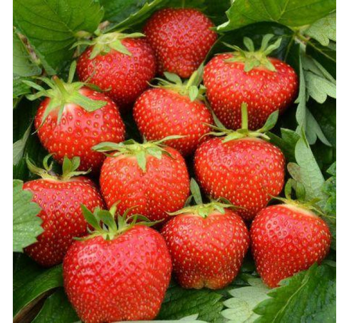 Рассада клубники сорт Фейз, фриго класс А (поздний)