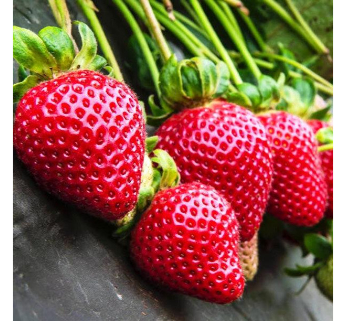 Рассада клубники сорт Фейз, фриго класс А (поздний)