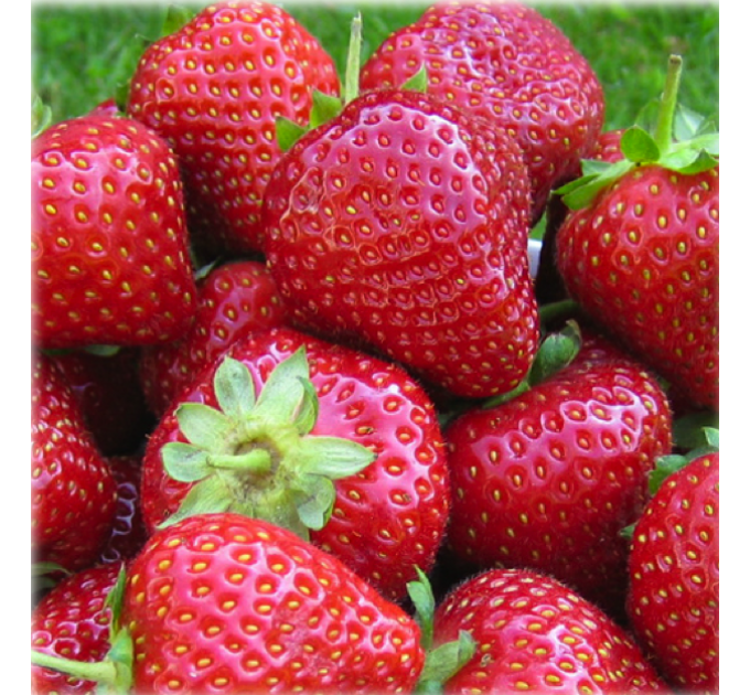 Рассада клубники сорт Фейз, фриго класс А (поздний)