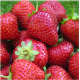 Рассада клубники сорт Фейз, фриго класс А (поздний)