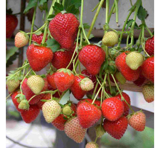 Саженцы клубники Моллинг Аллюр (Malling Allure), класс А