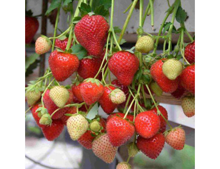 Клубника сорт Моллинг Аллюр в кассетах, 84 ячейки Клубника сорт Моллинг Аллюр в кассетах, 84 ячейки