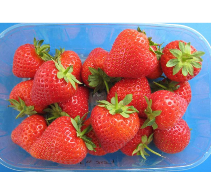 Клубника сорт Моллинг Аллюр в кассетах, 84 ячейки