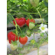 Клубника сорт Моллинг Аллюр в кассетах, 84 ячейки