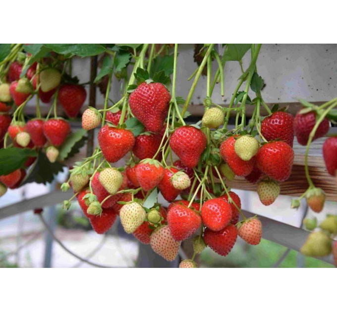 Клубника сорт Моллинг Аллюр в кассетах, 84 ячейки