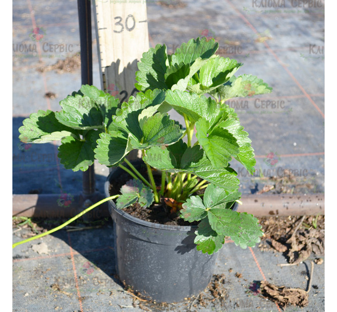 Рассада клубники сорт Флоренс, конт. 2 л