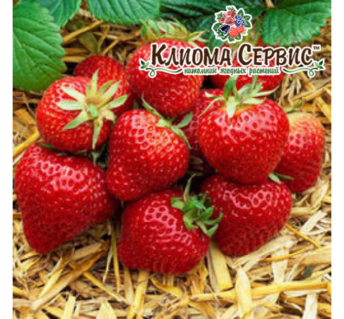 Рассада клубники сорт Флоренс, конт. 2 л