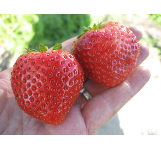 Рассада клубники сорт "Мальвина", в кассетах