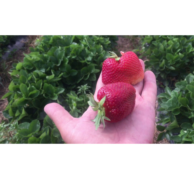 Рассада клубники сорт "Мальвина", в кассетах