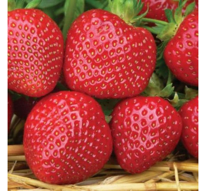 Рассада клубники сорт "Мальвина", в кассетах