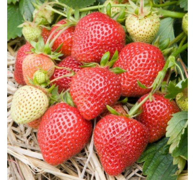 Клубника сорт Флоренс в кассетах, 84 ячейки (позднего срока)