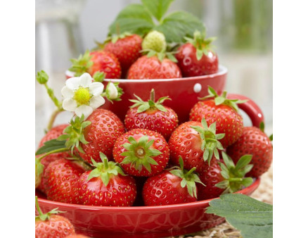 Клубника сорт Флоренс в кассетах, 84 ячейки Клубника сорт Флоренс в кассетах, 84 ячейки