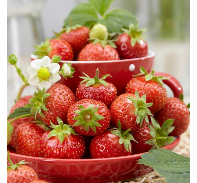 Клубника сорт Флоренс в кассетах, 84 ячейки (позднего срока)