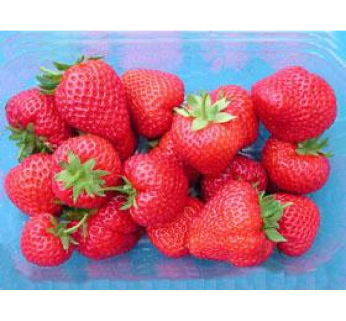 Клубника сорт Викториана (Viktoriana), класс А+ (поздний)