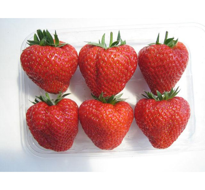 Клубника сорт Викториана (Viktoriana), класс А+ (поздний)