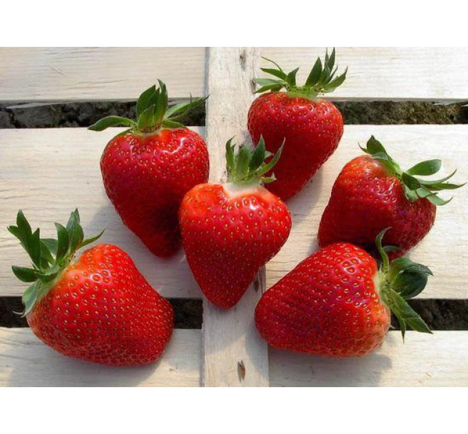 Саженцы клубники фриго сорт Фенелла, поздний класс А+