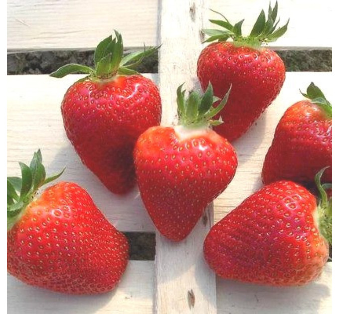 Саженцы клубники фриго сорт Фенелла, поздний класс А+