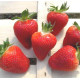 Саженцы клубники фриго сорт Фенелла, поздний класс А+