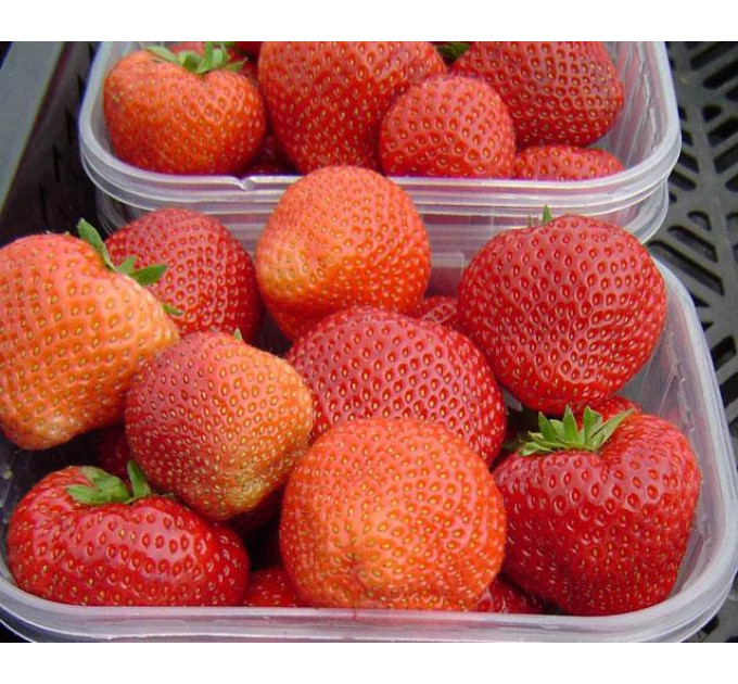 Клубника сорт Викториана (Viktoriana), класс А (поздний)