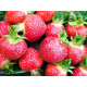 Рассада клубники Флоренс, фриго класc B (поздняя)