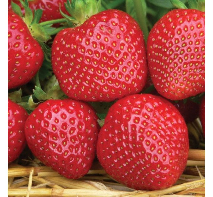 Рассада клубники сорт "Мальвина", фриго класс А (поздняя)