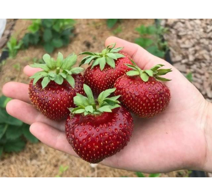 Рассада клубники сорт "Мальвина", фриго класс А (поздняя)