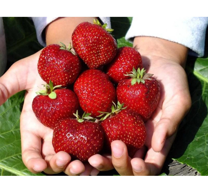 Рассада клубники сорт "Мальвина", фриго класс А (поздняя)