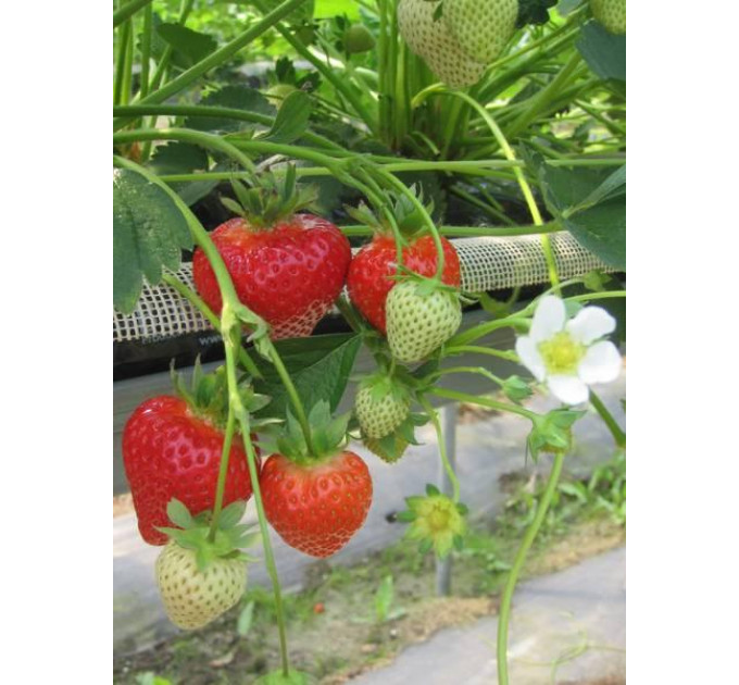 Саженцы клубники Моллинг Аллюр, 2 года 1.5 л