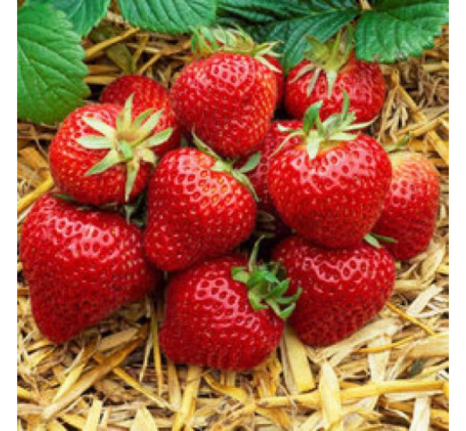 Рассада клубники Флоренс,2 летняя (пакет 7.5 л.)