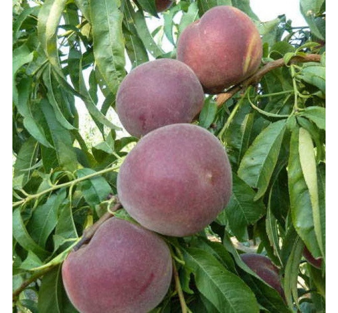 Саджанці персика пізнього сорт Світ Дрім, підщепа мигдаль