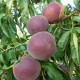 Саджанці персика пізнього сорт Світ Дрім, підщепа мигдаль