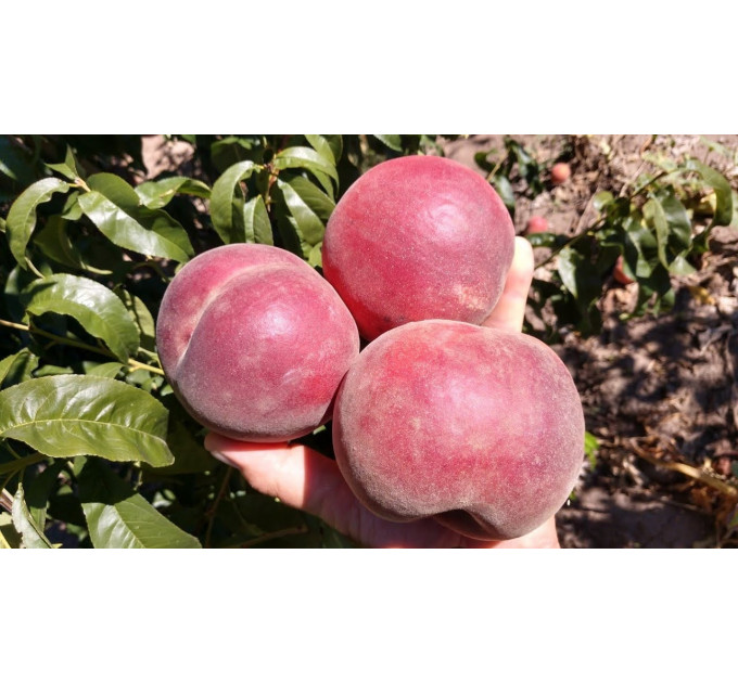 Саджанці персика пізнього сорт Світ Дрім, підщепа мигдаль