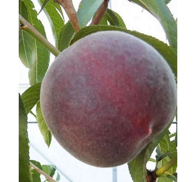 Саджанці персика пізнього сорт Світ Дрім, підщепа мигдаль