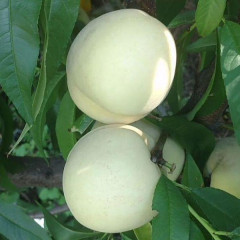 Персик сорт Айс Піч (білий)